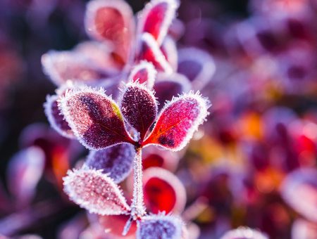 Beauty on Ice