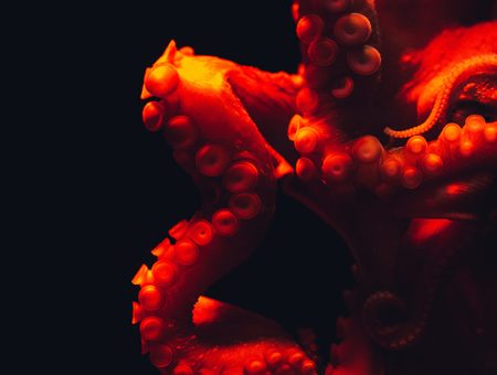 Creature of the Sea