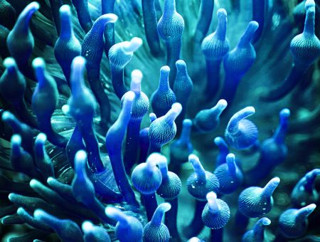 Deep Sea