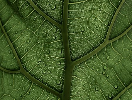Leafy Dew