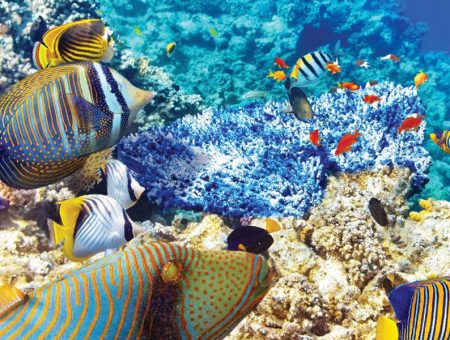 Under The Sea